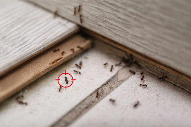 Best Local Pest Control Services  in Shiloh, PA