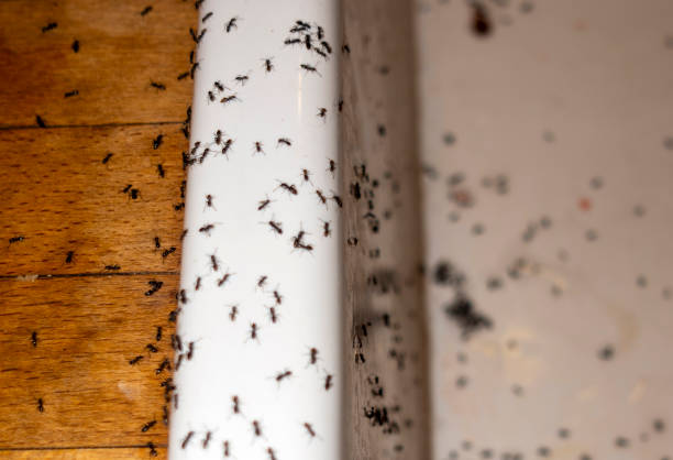 Best Affordable Pest Control Services  in Shiloh, PA