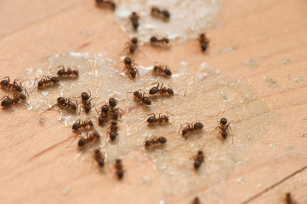 Best Pest Prevention Services  in Shiloh, PA